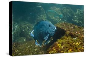 Giant Damselfish (Microspathodon Dorsalis) Galapagos Islands, Ecuador-Pete Oxford-Stretched Canvas