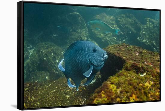 Giant Damselfish (Microspathodon Dorsalis) Galapagos Islands, Ecuador-Pete Oxford-Framed Stretched Canvas