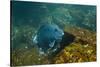Giant Damselfish (Microspathodon Dorsalis) Galapagos Islands, Ecuador-Pete Oxford-Stretched Canvas