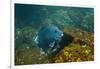 Giant Damselfish (Microspathodon Dorsalis) Galapagos Islands, Ecuador-Pete Oxford-Framed Photographic Print