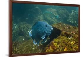 Giant Damselfish (Microspathodon Dorsalis) Galapagos Islands, Ecuador-Pete Oxford-Framed Photographic Print