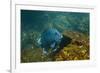 Giant Damselfish (Microspathodon Dorsalis) Galapagos Islands, Ecuador-Pete Oxford-Framed Photographic Print