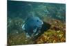 Giant Damselfish (Microspathodon Dorsalis) Galapagos Islands, Ecuador-Pete Oxford-Mounted Premium Photographic Print