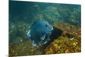 Giant Damselfish (Microspathodon Dorsalis) Galapagos Islands, Ecuador-Pete Oxford-Mounted Premium Photographic Print