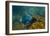 Giant Damselfish (Microspathodon Dorsalis) Galapagos Islands, Ecuador-Pete Oxford-Framed Photographic Print