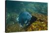 Giant Damselfish (Microspathodon Dorsalis) Galapagos Islands, Ecuador-Pete Oxford-Stretched Canvas