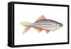 Giant Danio (Danio Malabaricus), Fishes-Encyclopaedia Britannica-Framed Stretched Canvas