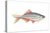 Giant Danio (Danio Malabaricus), Fishes-Encyclopaedia Britannica-Stretched Canvas