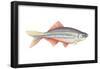 Giant Danio (Danio Malabaricus), Fishes-Encyclopaedia Britannica-Framed Poster