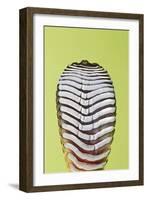 Giant Day Gecko Foot Magnified to Show Suction-null-Framed Photographic Print