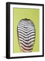 Giant Day Gecko Foot Magnified to Show Suction-null-Framed Photographic Print