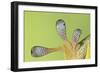 Giant Day Gecko Foot Magnified to Show Suction-null-Framed Photographic Print