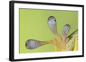 Giant Day Gecko Foot Magnified to Show Suction-null-Framed Photographic Print