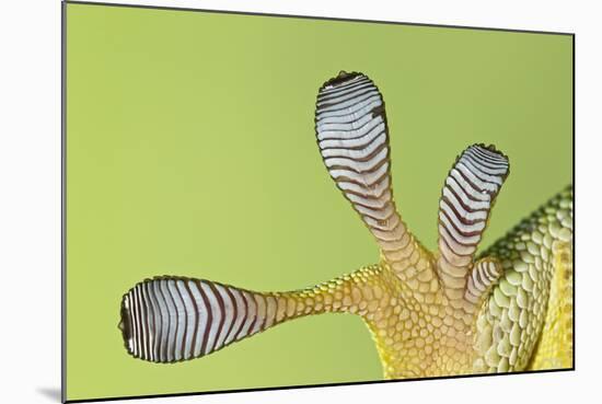Giant Day Gecko Foot Magnified to Show Suction-null-Mounted Photographic Print