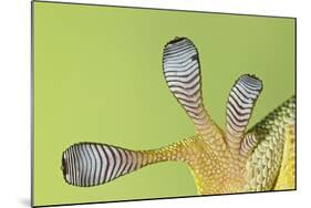 Giant Day Gecko Foot Magnified to Show Suction-null-Mounted Photographic Print
