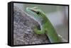 Giant Day Gecko (Phelsuma Madagascariensis Madagascariensis), Ankarana Np, Madagascar-Bernard Castelein-Framed Stretched Canvas