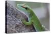 Giant Day Gecko (Phelsuma Madagascariensis Madagascariensis), Ankarana Np, Madagascar-Bernard Castelein-Stretched Canvas