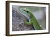 Giant Day Gecko (Phelsuma Madagascariensis Madagascariensis), Ankarana Np, Madagascar-Bernard Castelein-Framed Photographic Print