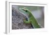 Giant Day Gecko (Phelsuma Madagascariensis Madagascariensis), Ankarana Np, Madagascar-Bernard Castelein-Framed Photographic Print
