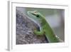 Giant Day Gecko (Phelsuma Madagascariensis Madagascariensis), Ankarana Np, Madagascar-Bernard Castelein-Framed Photographic Print