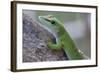 Giant Day Gecko (Phelsuma Madagascariensis Madagascariensis), Ankarana Np, Madagascar-Bernard Castelein-Framed Photographic Print