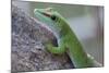 Giant Day Gecko (Phelsuma Madagascariensis Madagascariensis), Ankarana Np, Madagascar-Bernard Castelein-Mounted Photographic Print