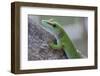 Giant Day Gecko (Phelsuma Madagascariensis Madagascariensis), Ankarana Np, Madagascar-Bernard Castelein-Framed Photographic Print