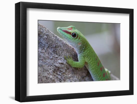 Giant Day Gecko (Phelsuma Madagascariensis Madagascariensis), Ankarana Np, Madagascar-Bernard Castelein-Framed Photographic Print