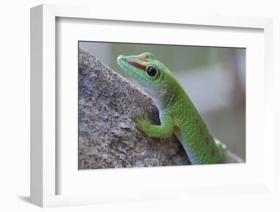 Giant Day Gecko (Phelsuma Madagascariensis Madagascariensis), Ankarana Np, Madagascar-Bernard Castelein-Framed Photographic Print