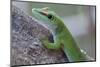 Giant Day Gecko (Phelsuma Madagascariensis Madagascariensis), Ankarana Np, Madagascar-Bernard Castelein-Mounted Photographic Print