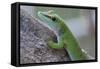 Giant Day Gecko (Phelsuma Madagascariensis Madagascariensis), Ankarana Np, Madagascar-Bernard Castelein-Framed Stretched Canvas