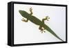 Giant Day Gecko-DLILLC-Framed Stretched Canvas