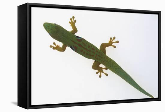 Giant Day Gecko-DLILLC-Framed Stretched Canvas