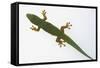 Giant Day Gecko-DLILLC-Framed Stretched Canvas