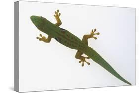 Giant Day Gecko-DLILLC-Stretched Canvas