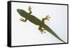 Giant Day Gecko-DLILLC-Framed Stretched Canvas