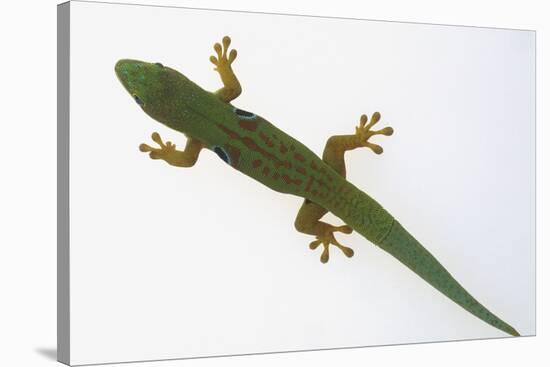 Giant Day Gecko-DLILLC-Stretched Canvas