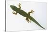 Giant Day Gecko-DLILLC-Stretched Canvas