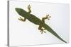 Giant Day Gecko-DLILLC-Stretched Canvas