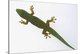 Giant Day Gecko-DLILLC-Stretched Canvas