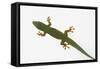 Giant Day Gecko-DLILLC-Framed Stretched Canvas