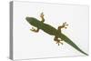 Giant Day Gecko-DLILLC-Stretched Canvas