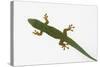 Giant Day Gecko-DLILLC-Stretched Canvas