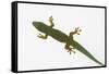 Giant Day Gecko-DLILLC-Framed Stretched Canvas