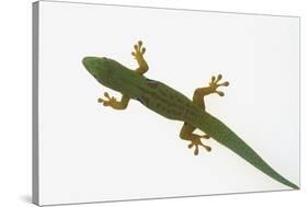 Giant Day Gecko-DLILLC-Stretched Canvas