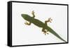 Giant Day Gecko-DLILLC-Framed Stretched Canvas