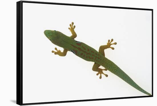 Giant Day Gecko-DLILLC-Framed Stretched Canvas