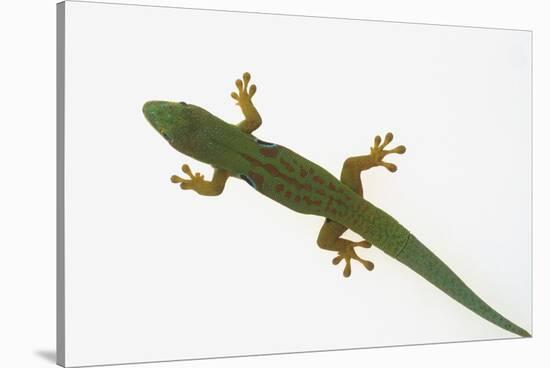 Giant Day Gecko-DLILLC-Stretched Canvas