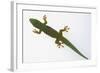 Giant Day Gecko-DLILLC-Framed Photographic Print