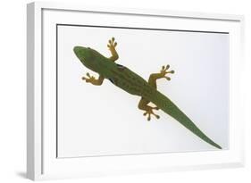 Giant Day Gecko-DLILLC-Framed Photographic Print